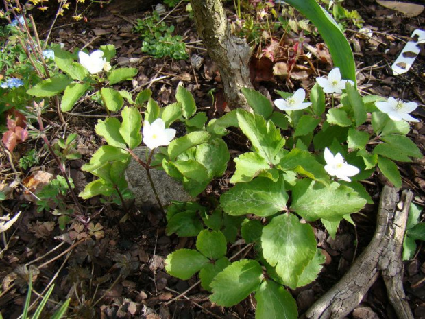 Anemone trifolia