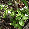 Anemone trifolia