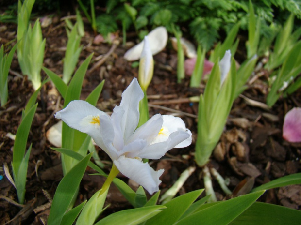 Iris cristata forma biała