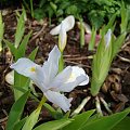 Iris cristata forma biała