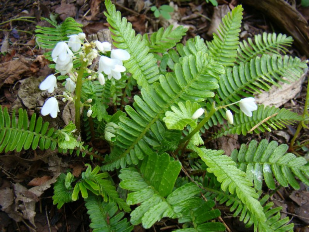 Pteridophyllum racemosum