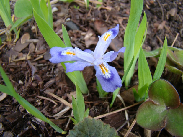 Iris cristata