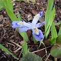 Iris cristata