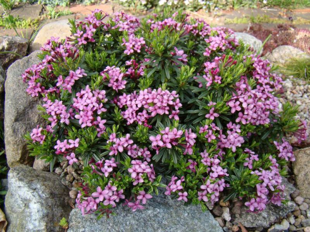 Daphne x schlyteri 'Bílé Poličany'