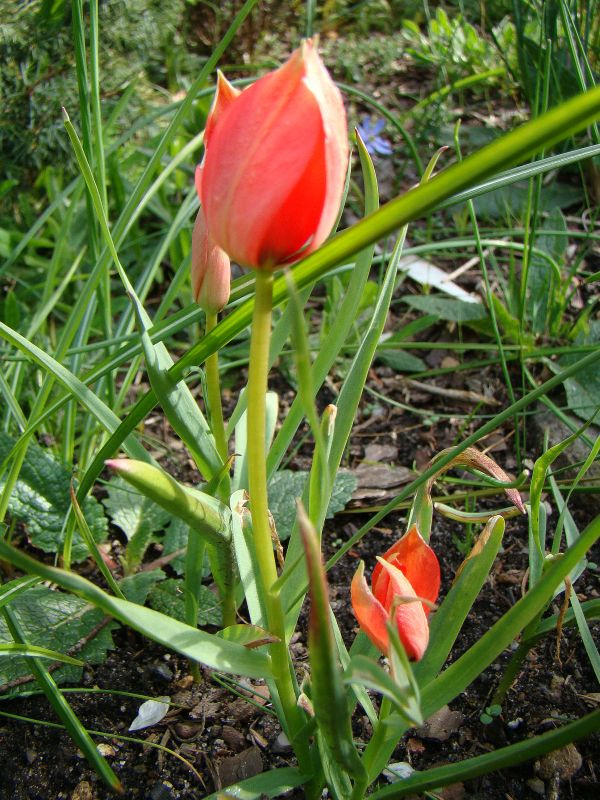 Tulipa linifolia