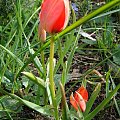 Tulipa linifolia