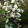 Exochorda 'The Bride'