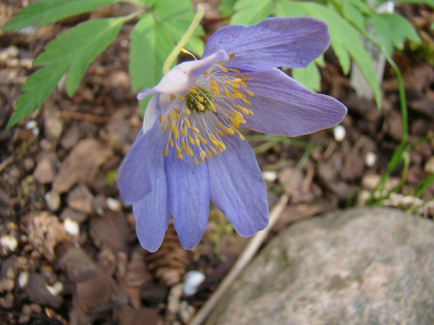 Anemone nemorosa 'Dee Day'