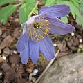 Anemone nemorosa 'Dee Day'