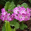 Primula sieboldi