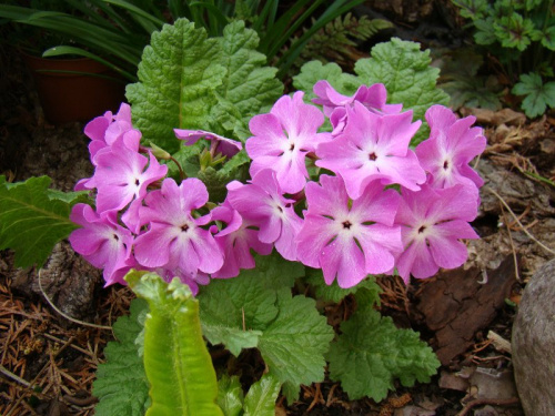 Primula sieboldi