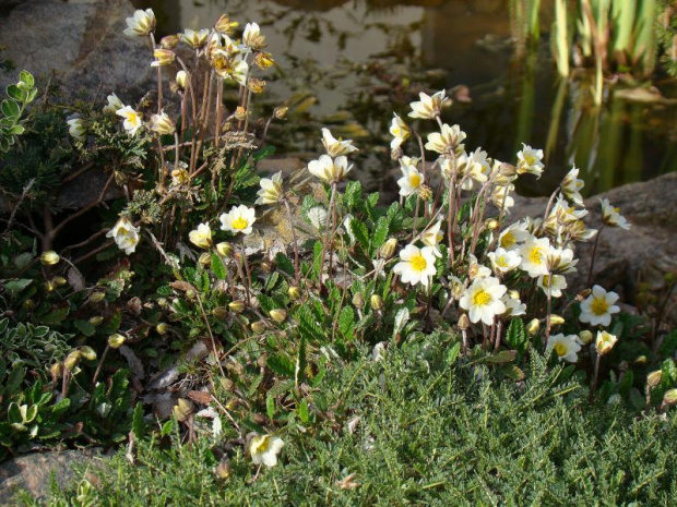 Dryas octopetala