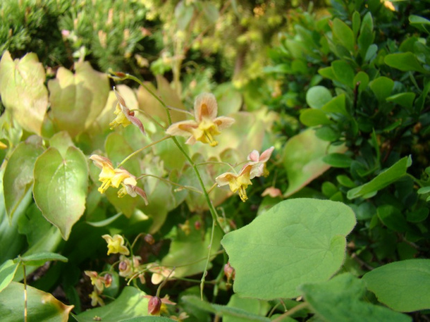 Epimedium 'Black Sea'