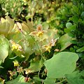 Epimedium 'Black Sea'