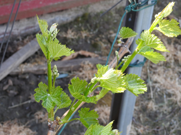 Sauvignon Maris