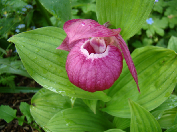 Cypripedium macranthos