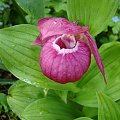 Cypripedium macranthos