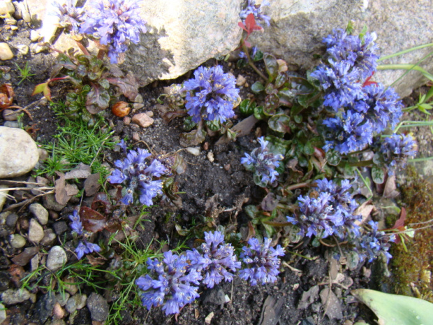 Ajuga pyramidalis 'Metallica Crispa'