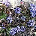 Ajuga pyramidalis 'Metallica Crispa'