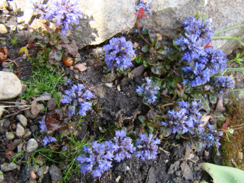 Ajuga pyramidalis 'Metallica Crispa'