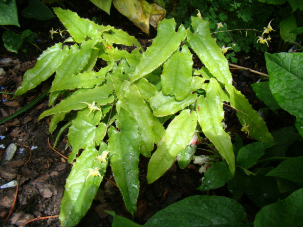 Epimedium franchetii 'Brimstone Butterfly'