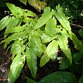 Epimedium franchetii 'Brimstone Butterfly'