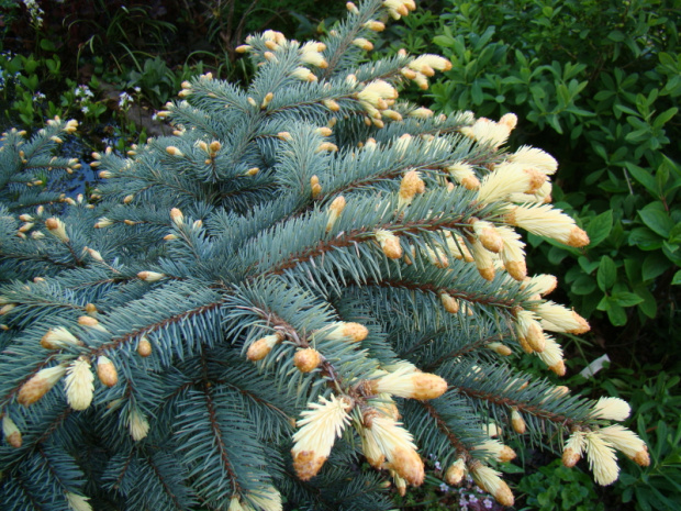 Picea pungens 'Białobok'