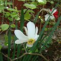 Narcissus poeticus