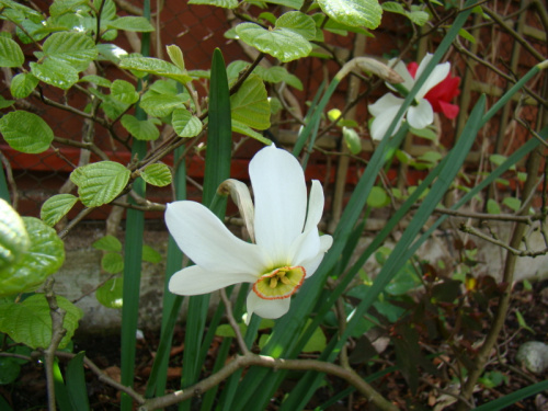 Narcissus poeticus