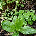 Wulfenia carinthiaca 'Alba'