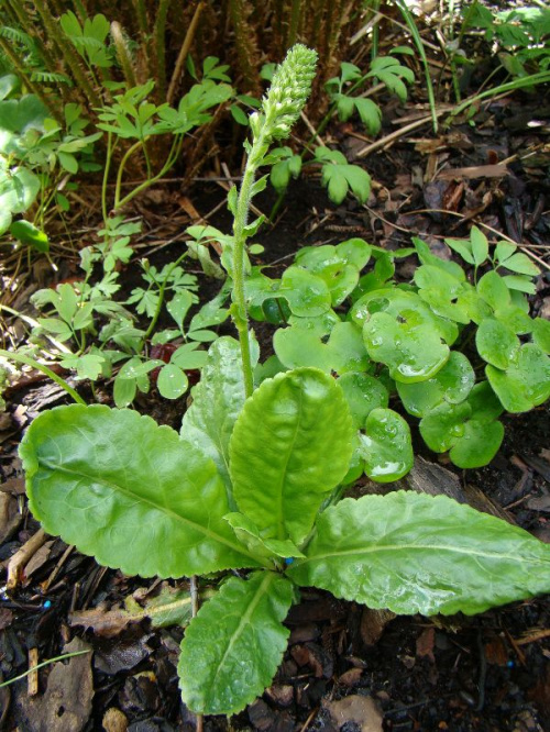 Wulfenia carinthiaca 'Alba'