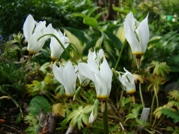 Dodecatheon meadia f. album