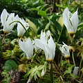 Dodecatheon meadia f. album