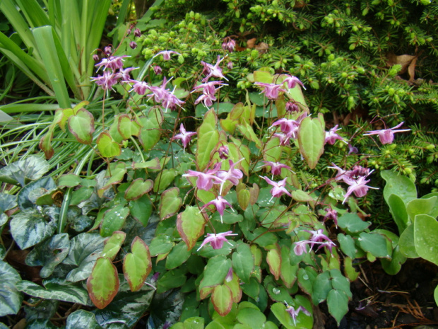 Epimedium grandiflorum 'Beni-chidori'