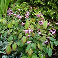 Epimedium grandiflorum 'Beni-chidori'