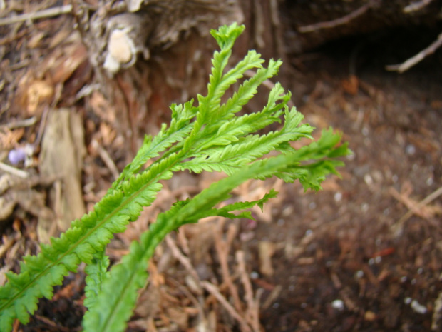 Athyrium filix-femina 'dre's dagger'