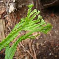 Athyrium filix-femina 'dre's dagger'