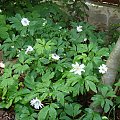 Anemone nemorosa 'Blue Eyes'