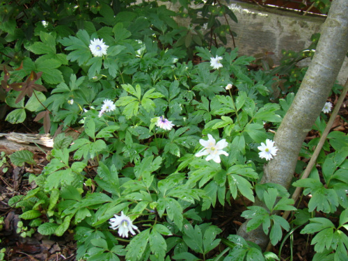 Anemone nemorosa 'Blue Eyes'