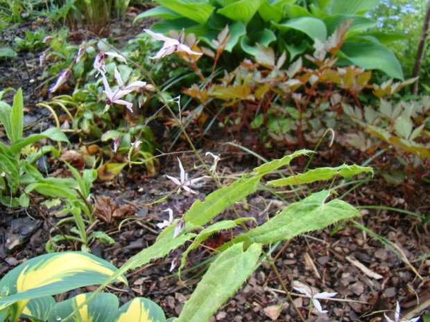 Epimedium fargesii 'Pink Constellation'