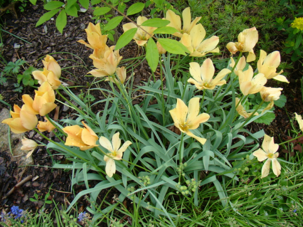 Tulipa batalinii