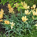 Tulipa batalinii