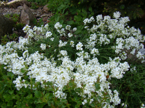 Schivereckia bornmuelleri