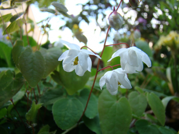 Epimedium 'Alabaster'