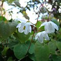 Epimedium 'Alabaster'