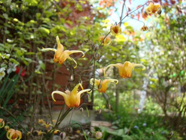 Epimedium 'Amber Queen'