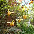 Epimedium 'Amber Queen'