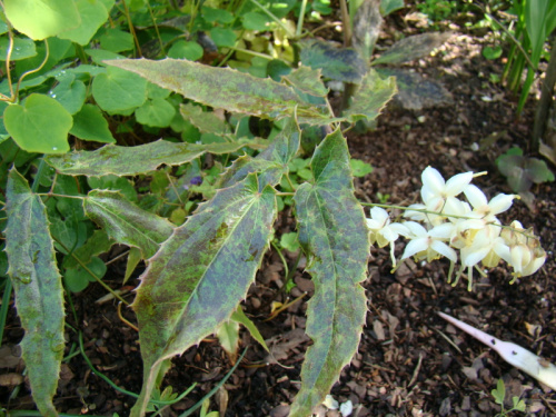 Epimedium wushanense 'Spiny Leaf Form'