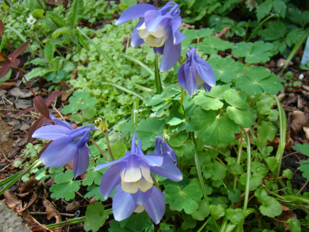 Aquilegia flabellata 'Blue Angel'