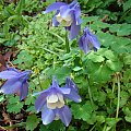 Aquilegia flabellata 'Blue Angel'